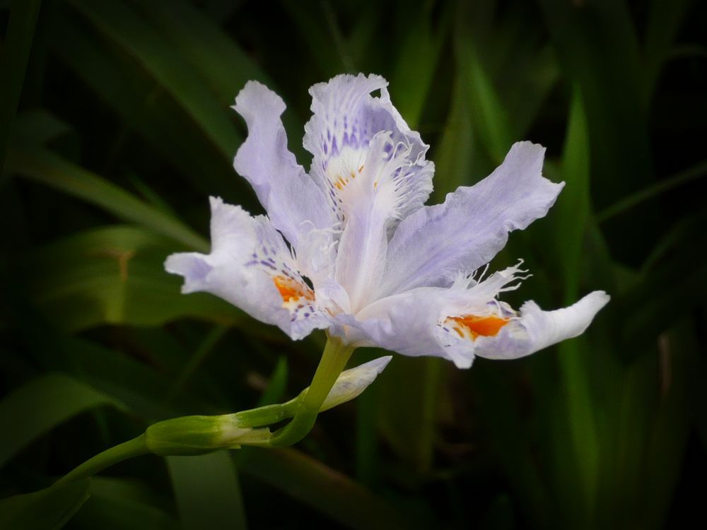 我的百花园 兰花 摄影 孙桂芳