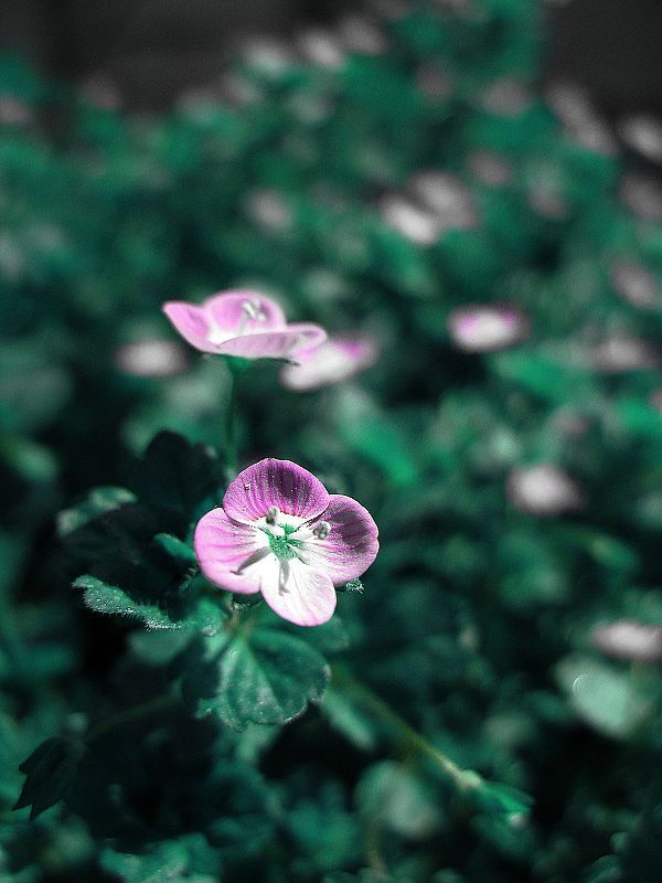 半春小花 摄影 毛毛虫的眼泪