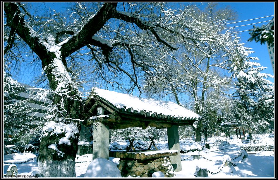 雪景（四）古树冬姿 摄影 巩全德