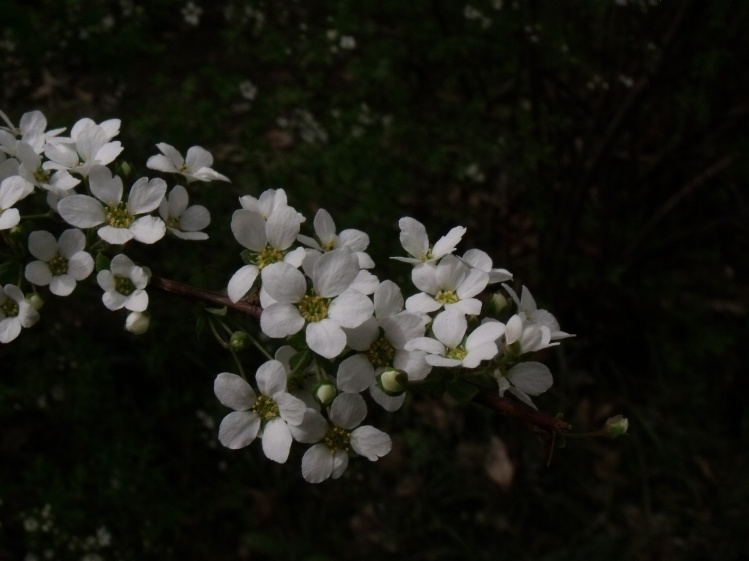 五瓣的小白花 摄影 球滚留痕