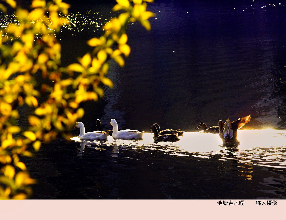 春塘池水暖 摄影 鄳人