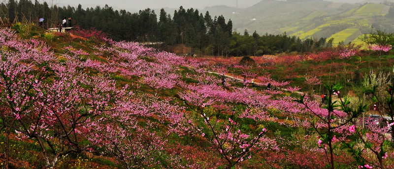 龙泉桃花烂漫天 摄影 石峰子