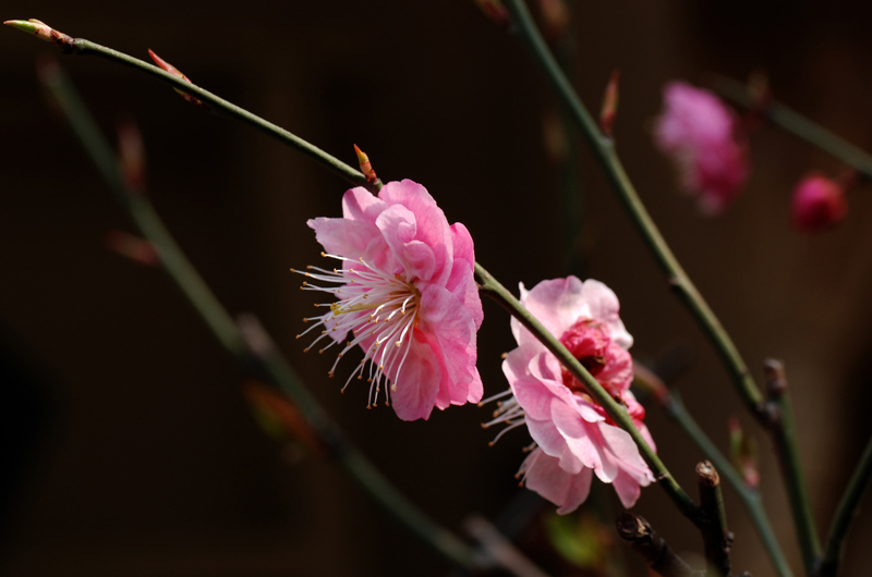 春梅2 摄影 土豆花