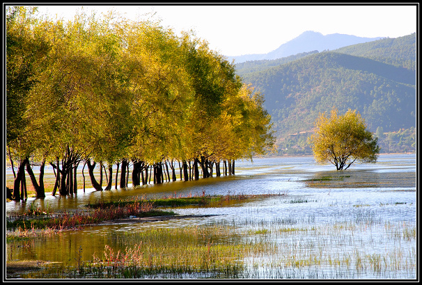 湿地(4) 摄影 laotou_li