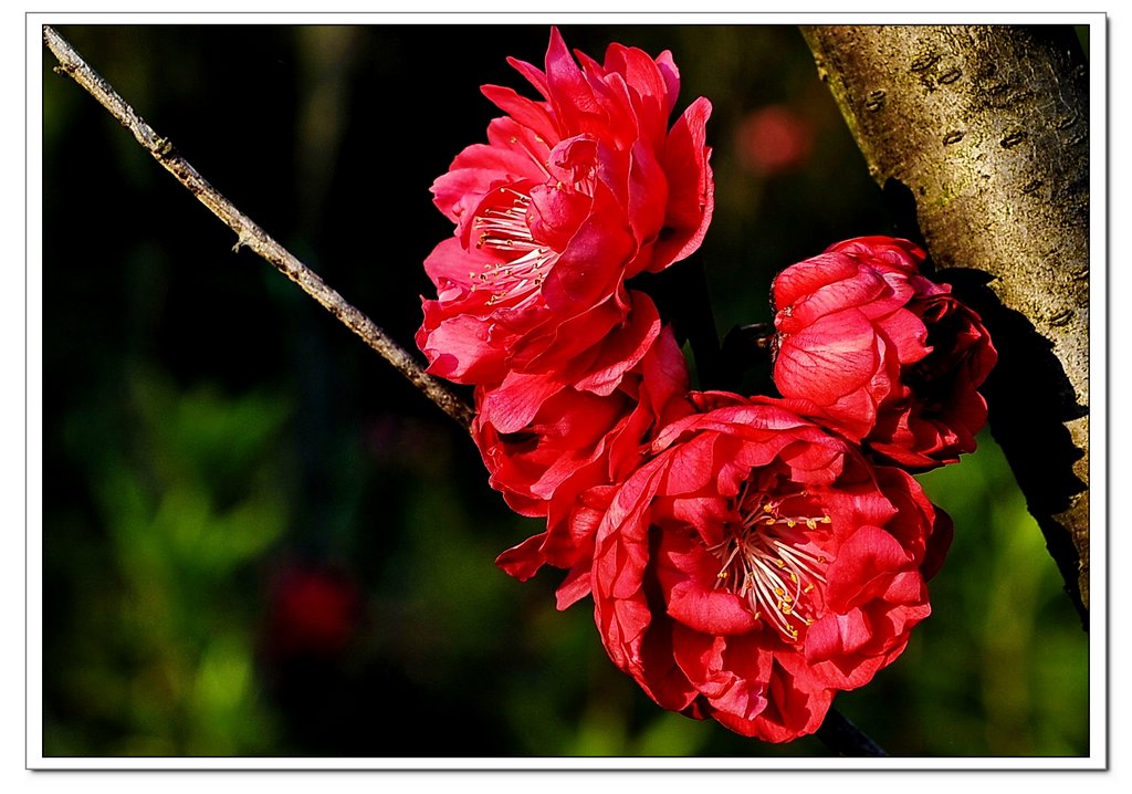 人面桃花2 摄影 田野的风