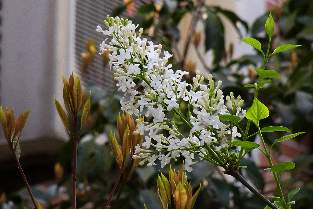 丁香花 摄影 纳米眼