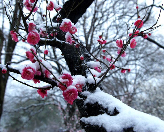 经霜傲雪-1 摄影 智者-巧思