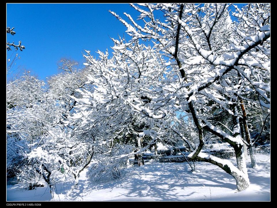 雪景图（六） 傲雪一方 摄影 巩全德