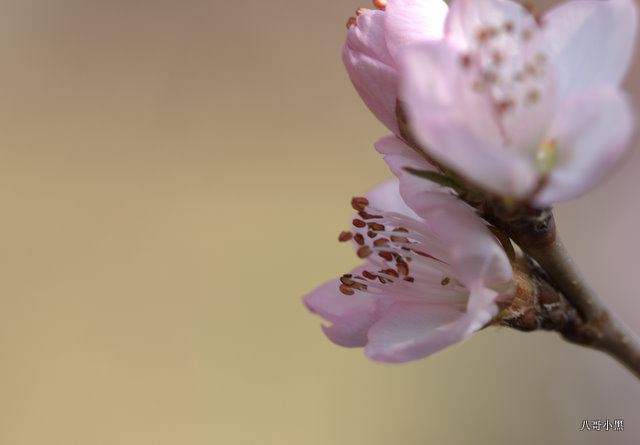 山桃花 摄影 八哥小黑