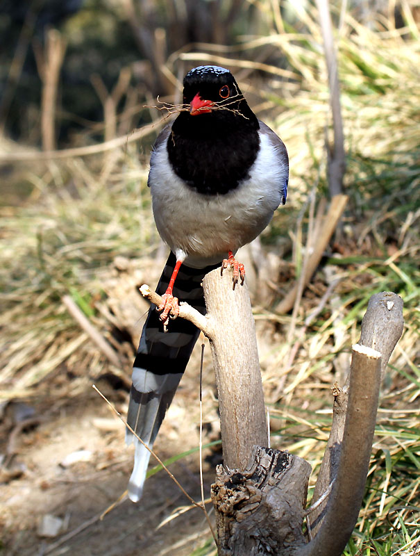 蓝喜鹊 摄影 姚顺