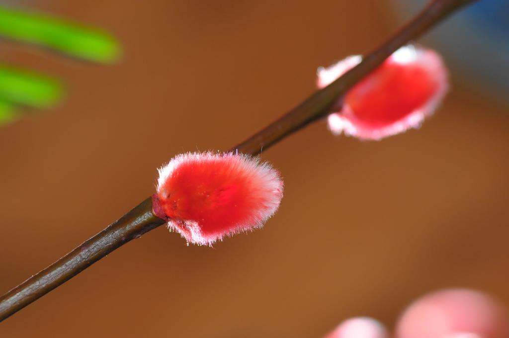 开门红 摄影 一眼看天下