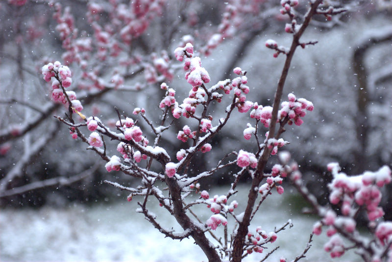 经霜傲雪 摄影 智者-巧思