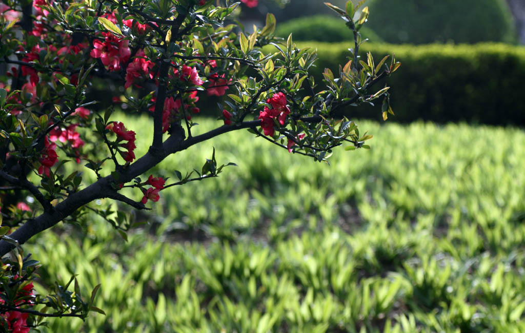 杜鹃花开 摄影 小乖羊