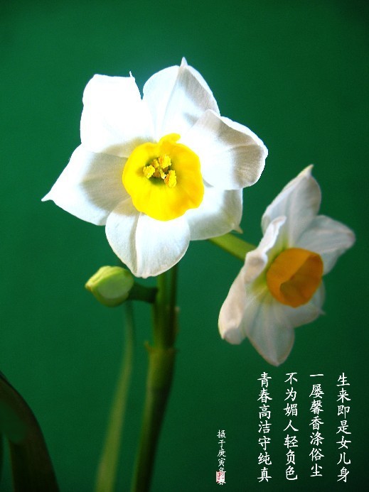 凌波仙子 摄影 菊子