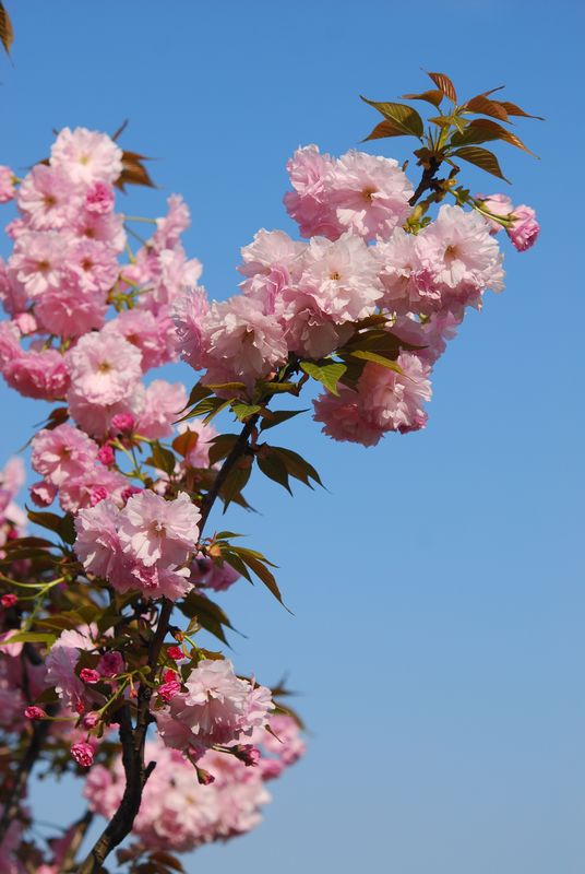 樱花 摄影 笨虾张