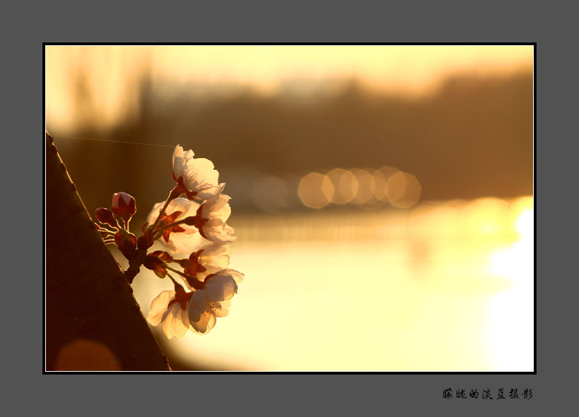 樱花看夕阳 摄影 朦胧的淡蓝