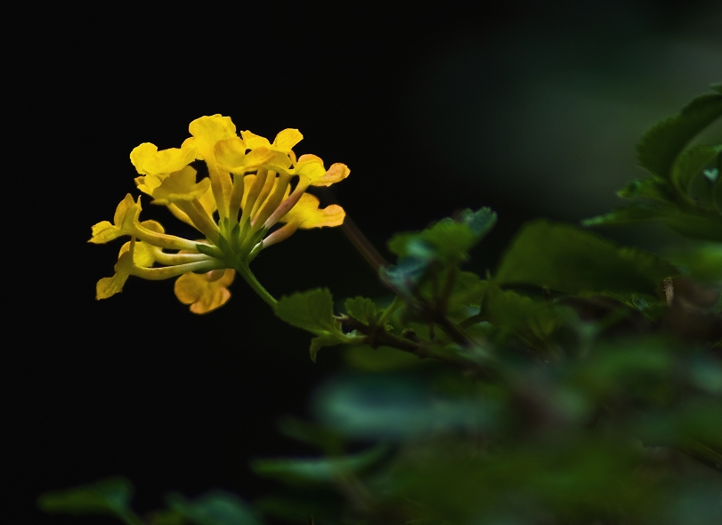 小花 摄影 相逢是歌