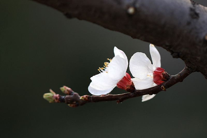 杏花俏春 摄影 jnlaotang