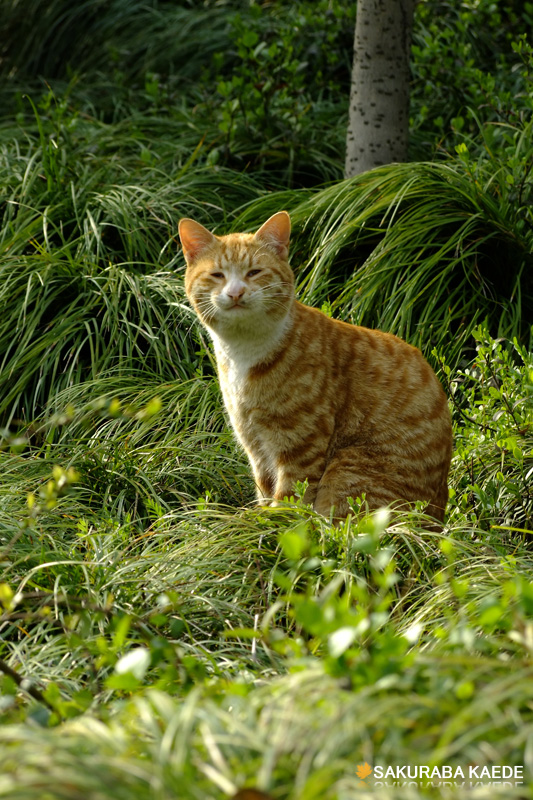 微笑的猫 摄影 SakurabaKaed