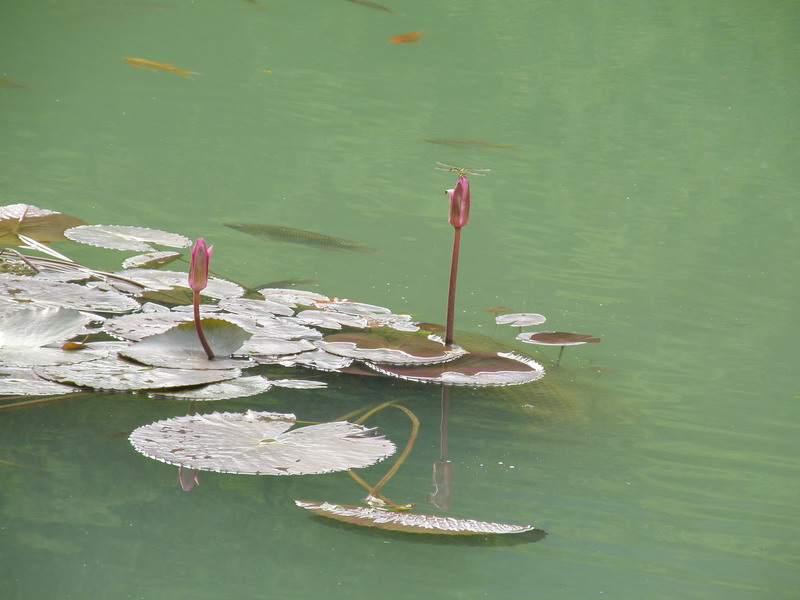 睡莲尖尖立蜻蜓 摄影 zyzliuzhou