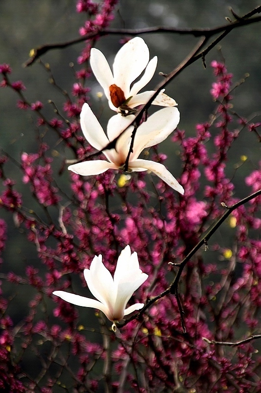 玉兰花开 摄影 闲来寻花