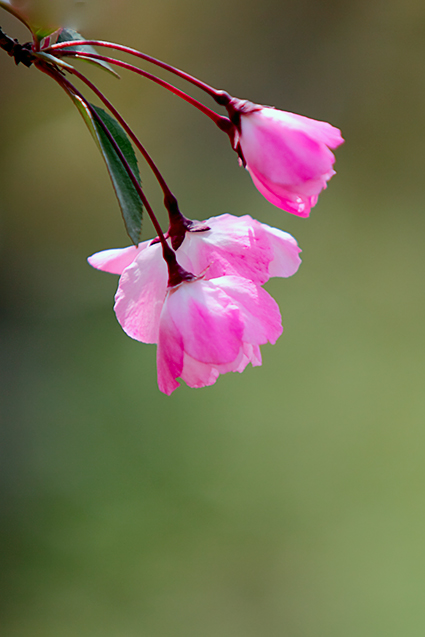 海棠桃花 摄影 菜花蛇