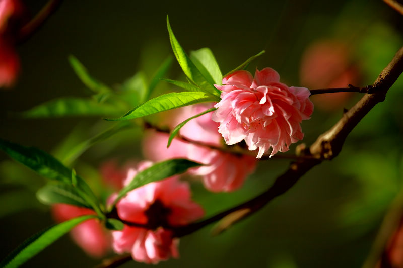 桃花 摄影 依依天空