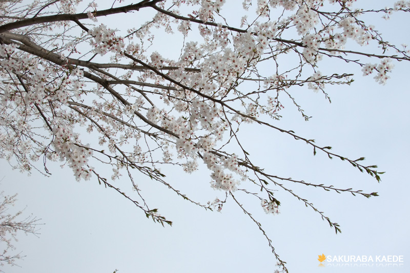 樱花盛开的季节 摄影 SakurabaKaed