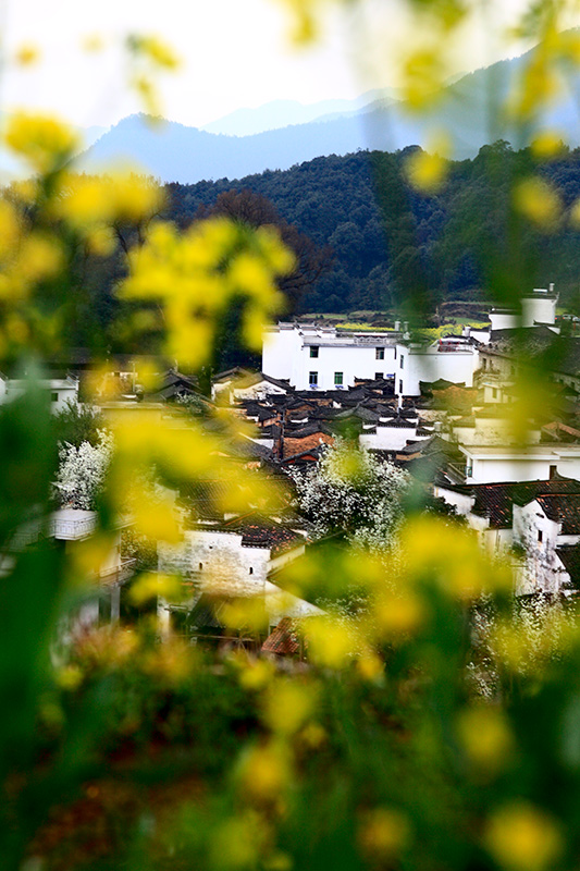 婺源江岭 摄影 菜花蛇