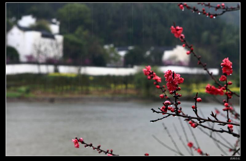 雨蒙蒙 摄影 清闲自在