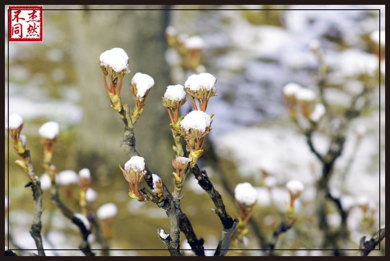 牡丹树与雪花 摄影 杰然不同123