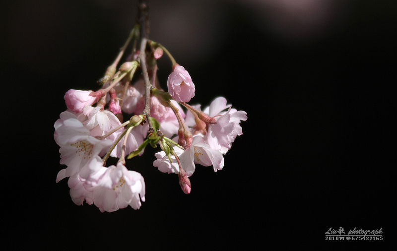 樱花时纷 摄影 liu歌