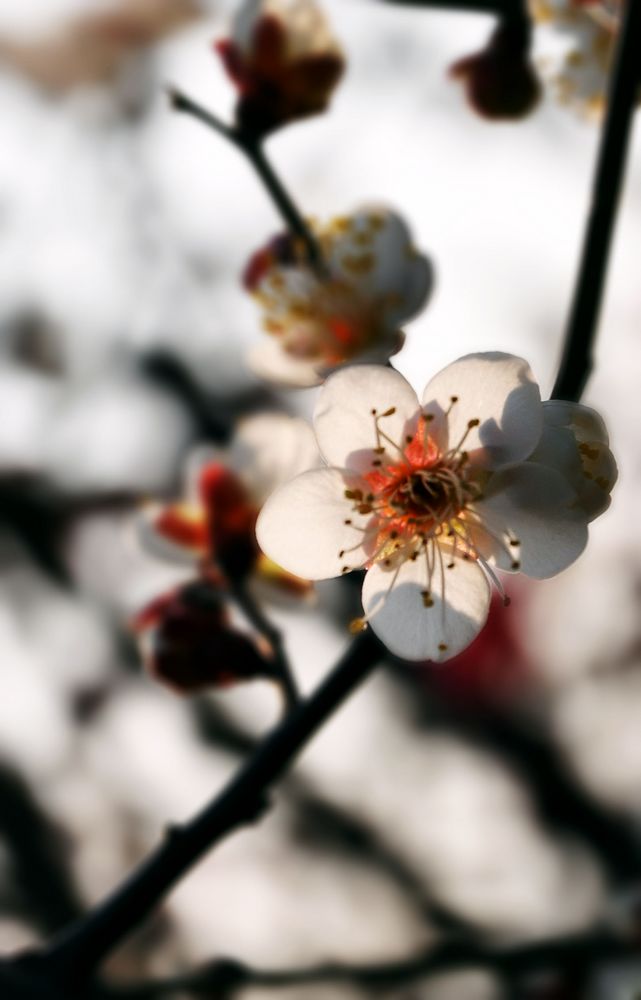 我的百花园 摄影 孙桂芳