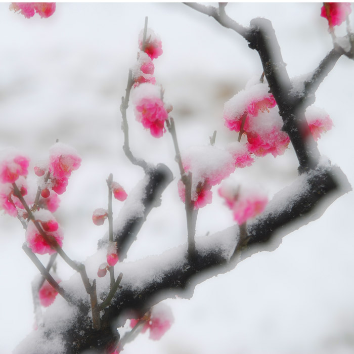 雪印梅染 摄影 行行摄色