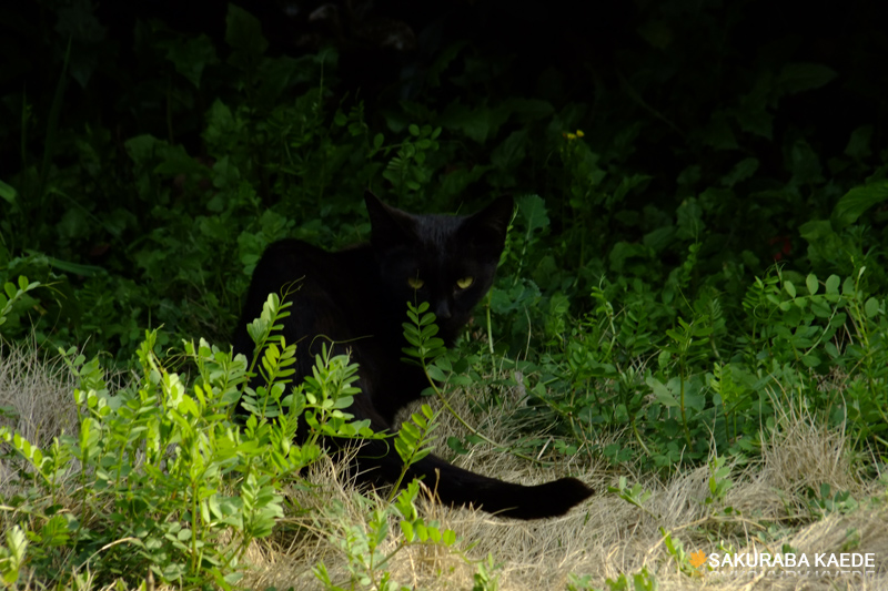 黑猫 摄影 SakurabaKaed