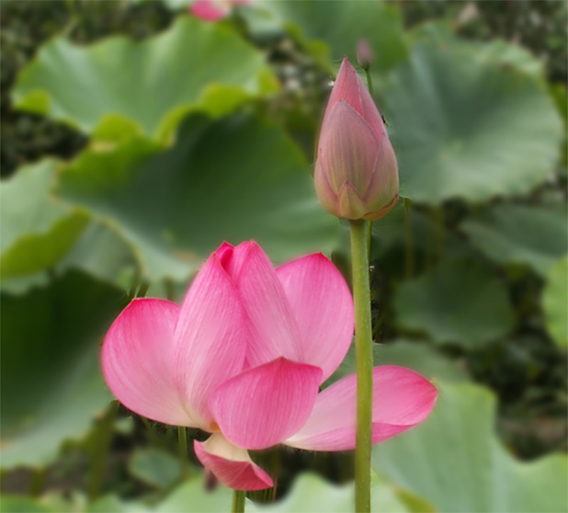 荷花 摄影 千瓠庐主