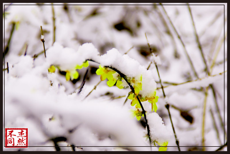 雪花爱上迎春花 摄影 杰然不同123