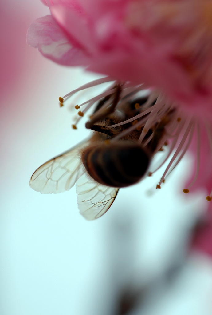 蜜蜂桃花 摄影 译书人