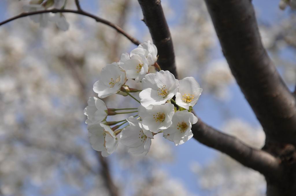 sakura 摄影 恒河水