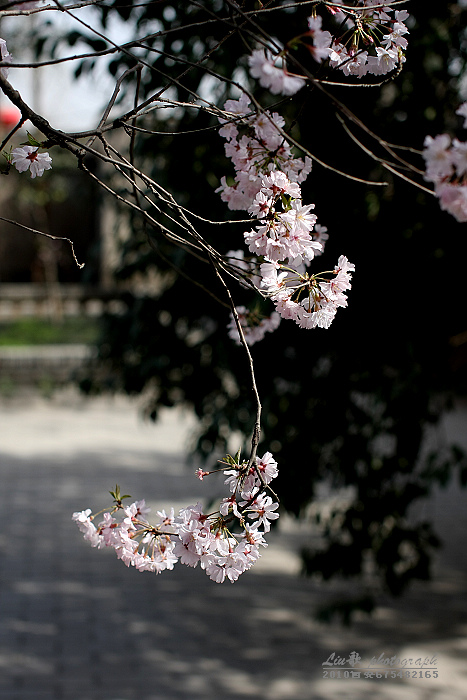 樱花时纷 摄影 liu歌