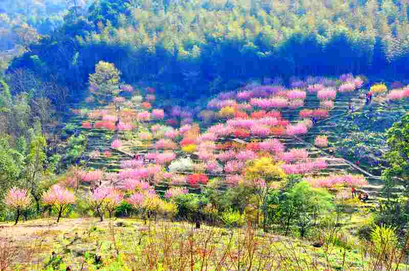 桃花盛开的地方 摄影 延平一剑