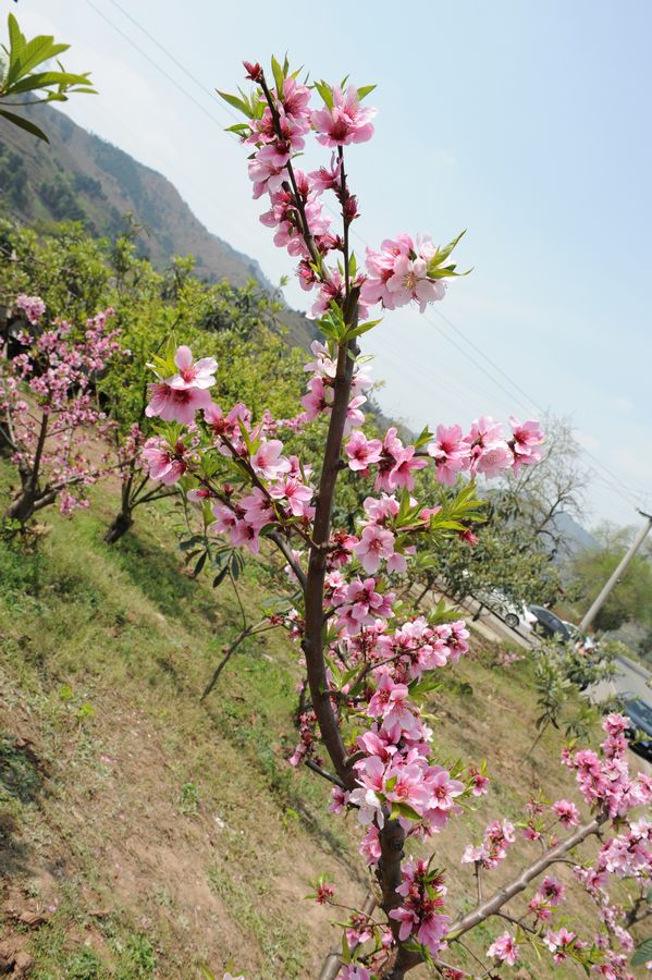 盛开的桃花 摄影 jianzhon