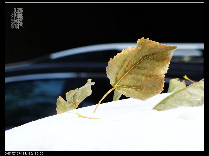 寂寞绽放 摄影 飞雪无踪