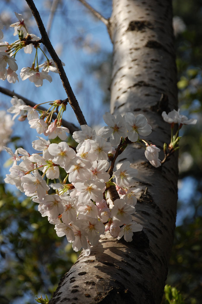 樱花 摄影 客来信