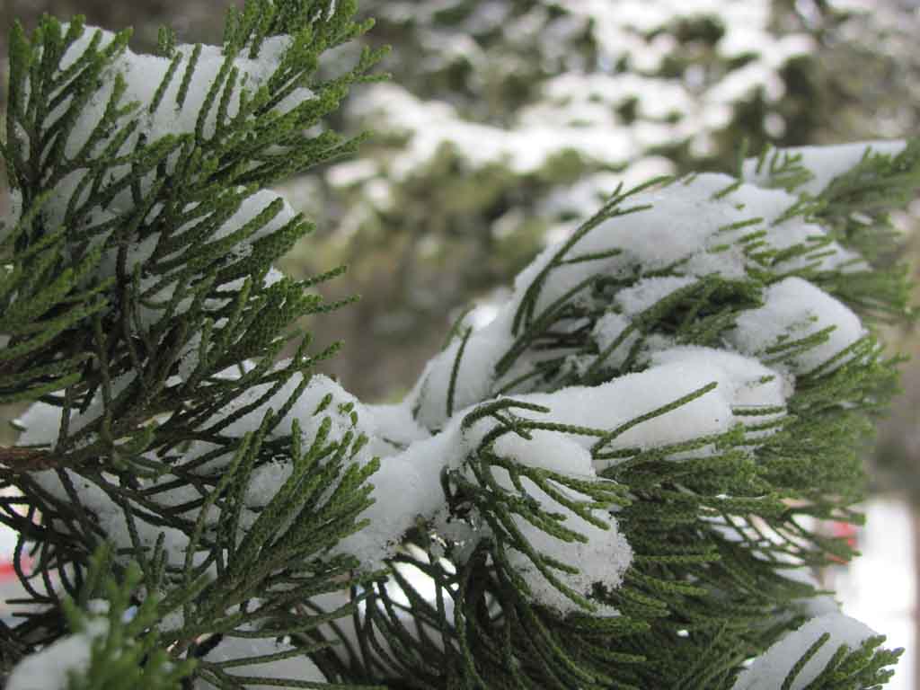 春雪 摄影 上林探花郎