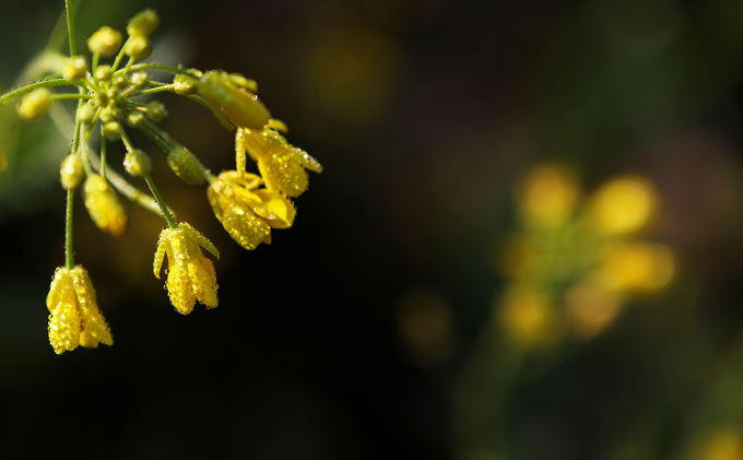 菜花黄 摄影 刺梅