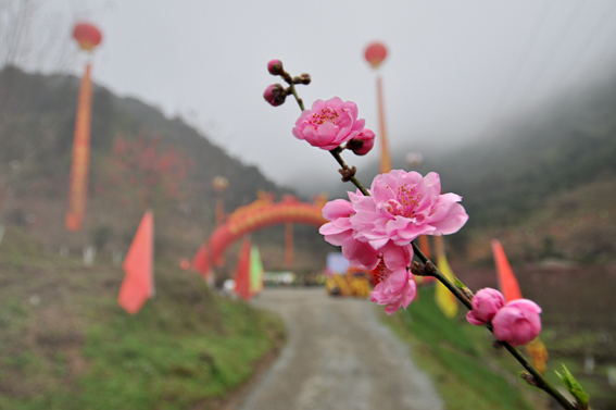 《雾里桃花分外娇》 摄影 秋风秋雨