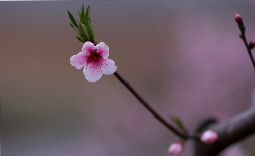 凡桃俗李争芬芳 摄影 mglao