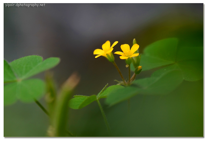 小花 摄影 yipsir