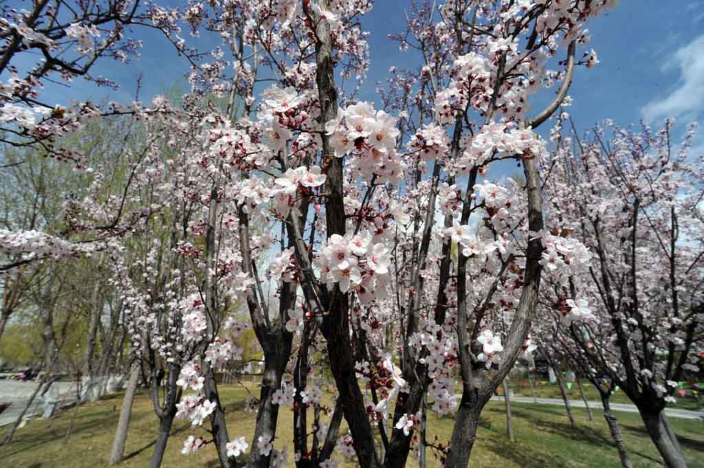 花海 摄影 浮云流水